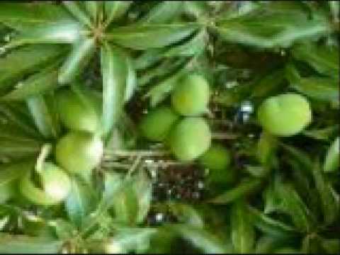 General Ozzy - Chimtengo Cha Mango Mp3 Download