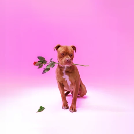 Zee Nxumalo - Ngisakuthanda ft. TBO, DJ Tearz, Dr Thulz & PYY Log Drum King Mp3 Download